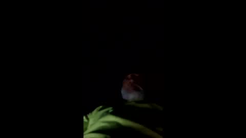 mullinfloggin79 online show from 05/28/26, 10:01