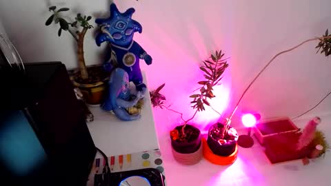 Snapshot of muse_online chatting on 12/31/24, 02:14 Muse Ali  online show from 12/31/24, 02:14