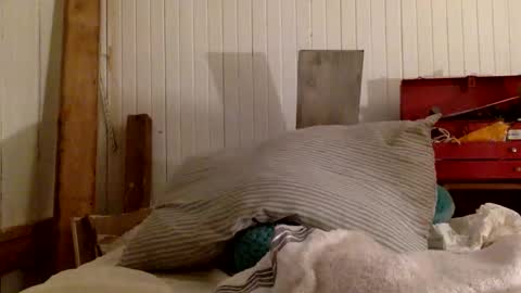 Snapshot of mywi11yisbiggy chatting on 11/29/25, 07:00 str8 dom alphaAsian Daddy type. sorry not bi or curious but i dont judgediscrimenate. online show from 11/29/25, 07:00