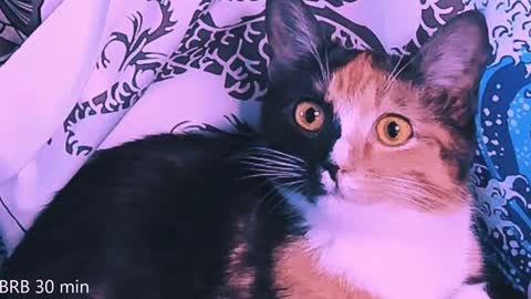 Monday-Friday 12-4 AM and 6-9 AM New York time online show from 02/02/25, 11:11