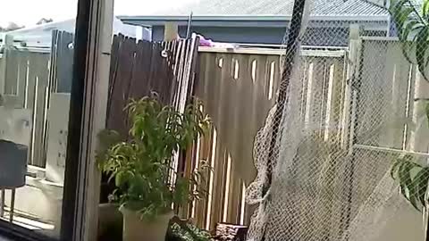 NECK online show from 12/03/24, 08:27