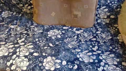 Lilly  online show from 02/01/25, 12:47