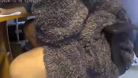 nineinchhard online show from 12/19/24, 12:01