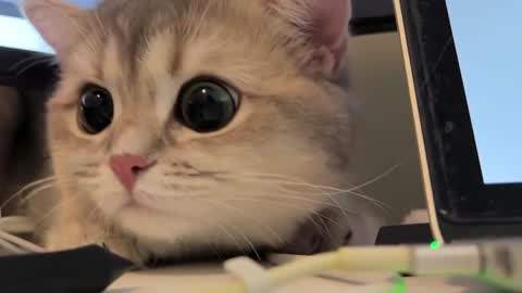 Snapshot of nochnoye_soltse chatting on 02/20/25, 08:25 Sun or Luna online show from 02/20/25, 08:25