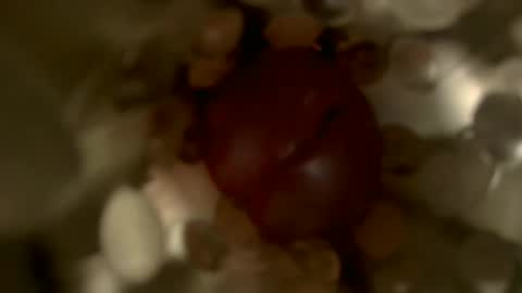 nocturnusfuz online show from 01/30/25, 02:47