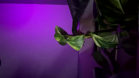 bbygtbckkk online show from 12/17/24, 04:34