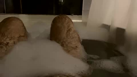 Snapshot of oldbones2 chatting on 02/24/25, 02:51 oldbones2 online show from 02/24/25, 02:51