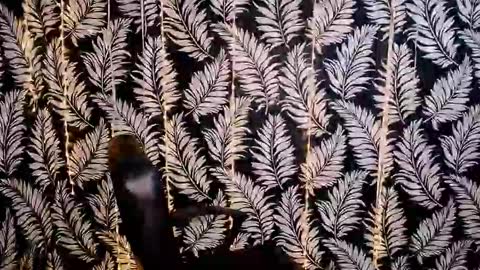Snapshot of oliviaoskar_ chatting on 10/18/25, 11:33 Kelly online show from 10/18/25, 11:33