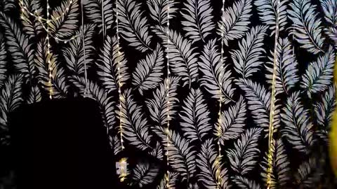 Kelly online show from 11/29/25, 03:59