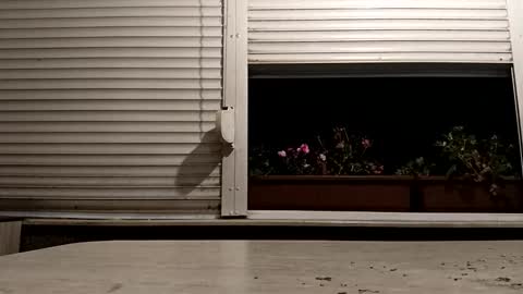 Snapshot of pamid215 chatting on 11/16/25, 04:23 angel hris online show from 11/16/25, 04:23