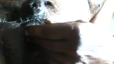 Snapshot of pappi_rambo chatting on 07/17/26, 01:29 pappi_rambo online show from 07/17/26, 01:29
