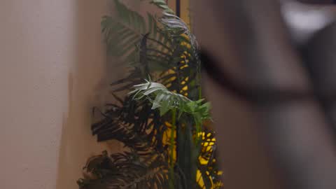 Snapshot of patricia_bennett chatting on 12/01/25, 06:02 Patricia online show from 12/01/25, 06:02