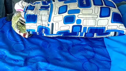 Yura independent  model online show from 01/06/25, 12:35