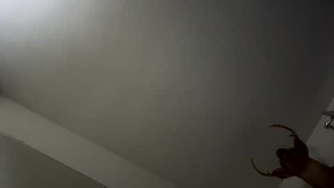 Snapshot of playerpleasure chatting on 11/09/25, 03:49 playerpleasure online show from 11/09/25, 03:49