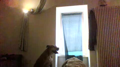 Snapshot of priante1983 chatting on 01/08/26, 12:40 BBW facial slave online show from 01/08/26, 12:40