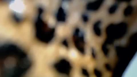 Snapshot of raze_fuckzx chatting on 02/04/26, 10:36 cindy online show from 02/04/26, 10:36