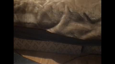 Snapshot of redfoxofficial chatting on 01/05/26, 05:38 Redfox online show from 01/05/26, 05:38