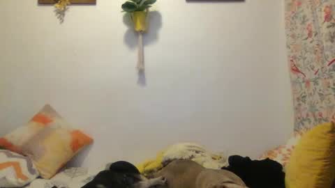 RoastingCorn online show from 03/11/25, 03:59