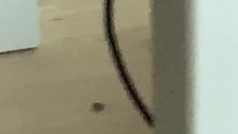 Snapshot of romanooff chatting on 11/27/25, 04:25 Roman online show from 11/27/25, 04:25