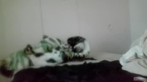 Roxy and Brock online show from 11/05/25, 07:36