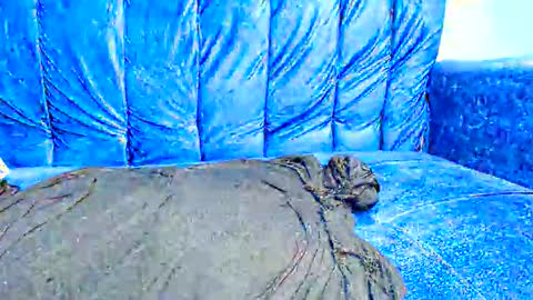 Sarai online show from 05/12/26, 01:19