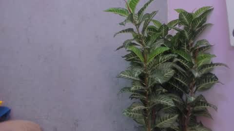 Scarlett 3 online show from 11/29/25, 03:09