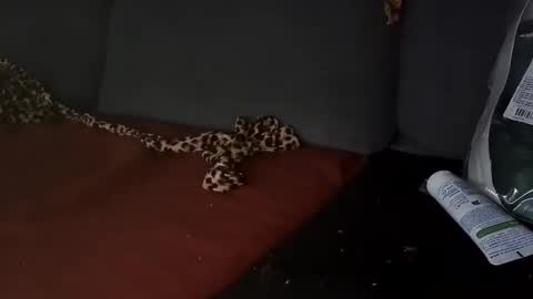 Snapshot of selfiepicdump chatting on 03/28/26, 09:53 Julian Kinky Bi-guy online show from 03/28/26, 09:53