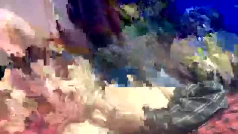 Shamroc online show from 03/22/26, 12:58