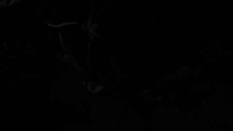 Snapshot of silverco68 chatting on 01/13/25, 10:58 notyourdaddy online show from 01/13/25, 10:58