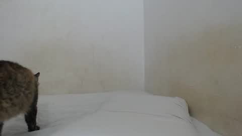 Snapshot of sirajones chatting on 02/25/25, 12:47 sirajones online show from 02/25/25, 12:47