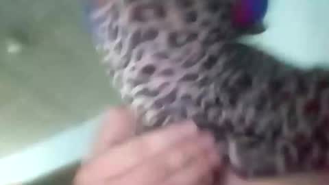 Snapshot of sissycrossdrese chatting on 01/25/25, 02:14 sissycrossdrese online show from 01/25/25, 02:14