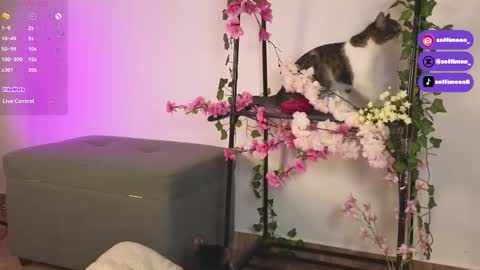 Snapshot of soffimoon_ chatting on 10/10/25, 02:21 IG Soffimoon I THANK YOU FOR LEAVING YOUR FOLLOW online show from 10/10/25, 02:21