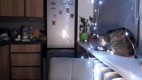 Snapshot of sofi_delightful chatting on 01/19/25, 10:39 Sofi online show from 01/19/25, 10:39