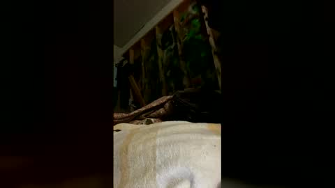 Snapshot of sohan730903 chatting on 03/16/26, 08:29 sohan730903 online show from 03/16/26, 08:29