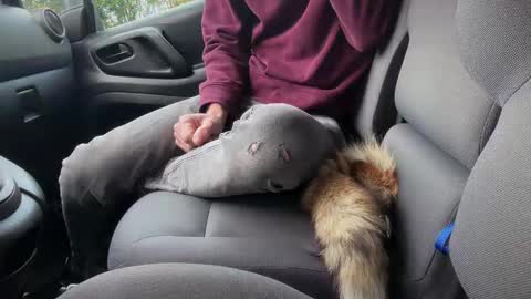 Snapshot of sondages chatting on 11/06/25, 08:04 Sondages online show from 11/06/25, 08:04