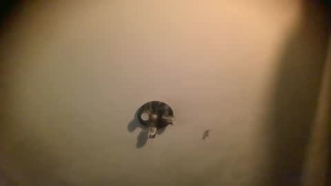 Snapshot of splinters18 chatting on 01/25/25, 07:06 watch me cum online show from 01/25/25, 07:06