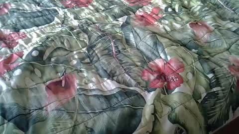 Snapshot of stel7621 chatting on 02/23/25, 03:40 Rocco-load online show from 02/23/25, 03:40