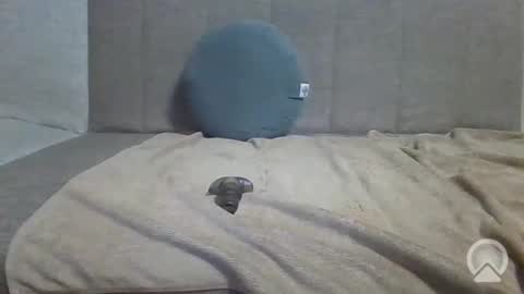 sub_12107 online show from 06/10/26, 08:41