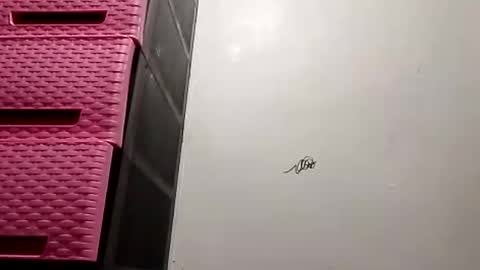 suzzie_hot online show from 11/16/25, 09:48