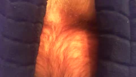 swils67 online show from 04/25/26, 04:37