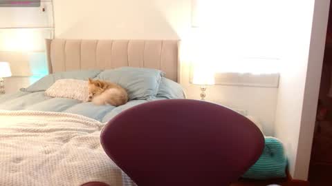   online show from 01/02/25, 08:35