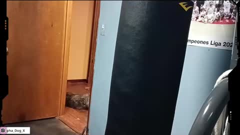 the_alpha_dog_xxx online show from 03/10/25, 06:23