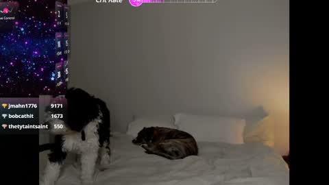 Selina Kyle online show from 01/25/25, 04:13