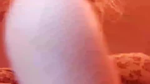 Snapshot of tretrix5588 chatting on 12/31/24, 05:00 tretrix5588 online show from 12/31/24, 05:00