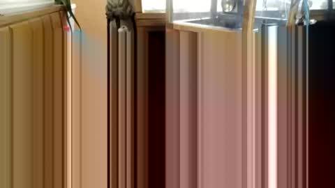 Snapshot of trypodman chatting on 12/25/24, 03:49 trypodman online show from 12/25/24, 03:49