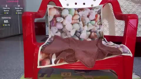 tulip_sexxy online show from 09/26/25, 12:03