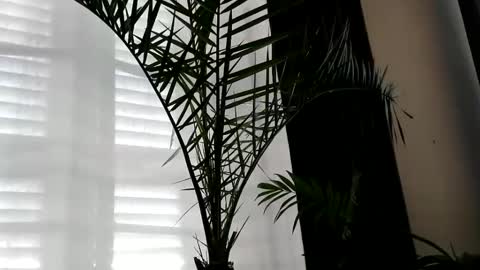 Snapshot of uncutlover1000 chatting on 10/02/25, 07:04 patricia online show from 10/02/25, 07:04