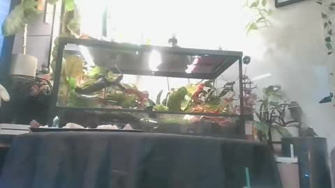 vanessa__foxx online show from 12/01/25, 05:34