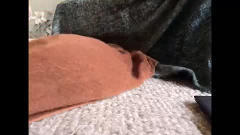 Snapshot of veined_lollypop chatting on 03/31/26, 09:21 Veined lollypop online show from 03/31/26, 09:21