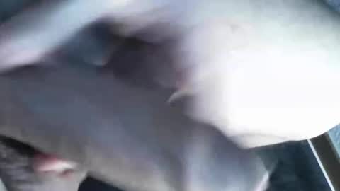   online show from 03/08/25, 11:39